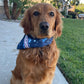 SurfPups Bandana